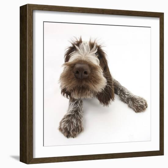 Brown Roan Italian Spinone Puppy, Riley, 13 Weeks, Lying with Head Up-Mark Taylor-Framed Photographic Print