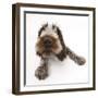 Brown Roan Italian Spinone Puppy, Riley, 13 Weeks, Lying with Head Up-Mark Taylor-Framed Photographic Print