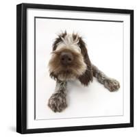 Brown Roan Italian Spinone Puppy, Riley, 13 Weeks, Lying with Head Up-Mark Taylor-Framed Photographic Print