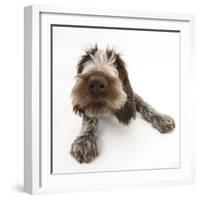 Brown Roan Italian Spinone Puppy, Riley, 13 Weeks, Lying with Head Up-Mark Taylor-Framed Photographic Print