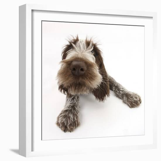 Brown Roan Italian Spinone Puppy, Riley, 13 Weeks, Lying with Head Up-Mark Taylor-Framed Photographic Print