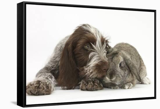 Brown Roan Italian Spinone Puppy, Riley, 13 Weeks, Sniffing Agouti Lop Rabbit-Mark Taylor-Framed Stretched Canvas