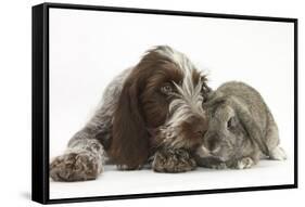 Brown Roan Italian Spinone Puppy, Riley, 13 Weeks, Sniffing Agouti Lop Rabbit-Mark Taylor-Framed Stretched Canvas