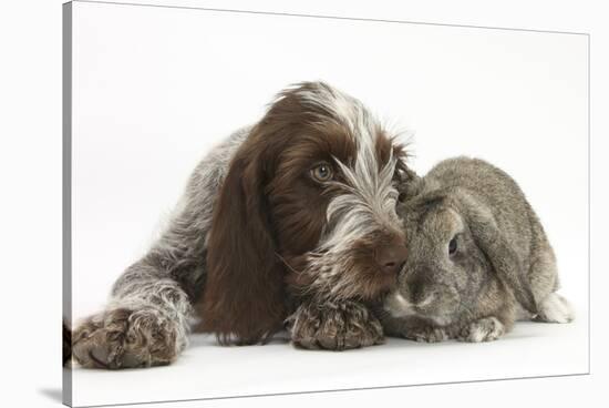 Brown Roan Italian Spinone Puppy, Riley, 13 Weeks, Sniffing Agouti Lop Rabbit-Mark Taylor-Stretched Canvas