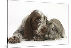 Brown Roan Italian Spinone Puppy, Riley, 13 Weeks, Sniffing Agouti Lop Rabbit-Mark Taylor-Stretched Canvas