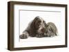 Brown Roan Italian Spinone Puppy, Riley, 13 Weeks, Sniffing Agouti Lop Rabbit-Mark Taylor-Framed Photographic Print