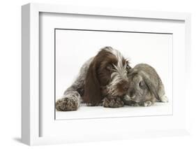 Brown Roan Italian Spinone Puppy, Riley, 13 Weeks, Sniffing Agouti Lop Rabbit-Mark Taylor-Framed Photographic Print