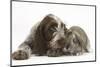 Brown Roan Italian Spinone Puppy, Riley, 13 Weeks, Sniffing Agouti Lop Rabbit-Mark Taylor-Mounted Photographic Print