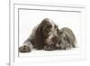 Brown Roan Italian Spinone Puppy, Riley, 13 Weeks, Sniffing Agouti Lop Rabbit-Mark Taylor-Framed Photographic Print