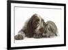 Brown Roan Italian Spinone Puppy, Riley, 13 Weeks, Sniffing Agouti Lop Rabbit-Mark Taylor-Framed Photographic Print