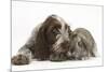 Brown Roan Italian Spinone Puppy, Riley, 13 Weeks, Sniffing Agouti Lop Rabbit-Mark Taylor-Mounted Photographic Print