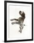 Brown Roan Italian Spinone Puppy, Riley, 13 Weeks, Standing Up on Hind Legs-Mark Taylor-Framed Photographic Print