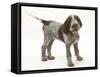 Brown Roan Italian Spinone Puppy, Riley, 13 Weeks, Standing-Mark Taylor-Framed Stretched Canvas