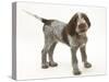 Brown Roan Italian Spinone Puppy, Riley, 13 Weeks, Standing-Mark Taylor-Stretched Canvas