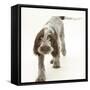 Brown Roan Italian Spinone Puppy, Riley, 13 Weeks, Walking-Mark Taylor-Framed Stretched Canvas