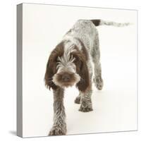 Brown Roan Italian Spinone Puppy, Riley, 13 Weeks, Walking-Mark Taylor-Stretched Canvas