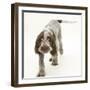 Brown Roan Italian Spinone Puppy, Riley, 13 Weeks, Walking-Mark Taylor-Framed Photographic Print