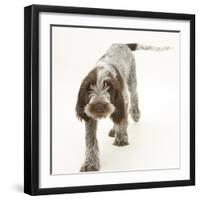 Brown Roan Italian Spinone Puppy, Riley, 13 Weeks, Walking-Mark Taylor-Framed Photographic Print