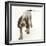 Brown Roan Italian Spinone Puppy, Riley, 13 Weeks, Walking-Mark Taylor-Framed Photographic Print