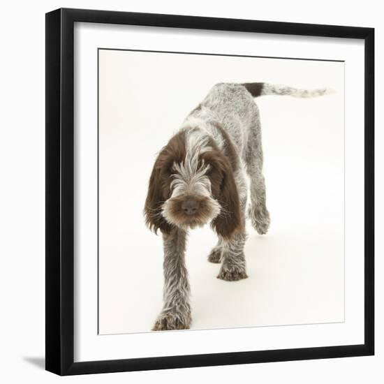 Brown Roan Italian Spinone Puppy, Riley, 13 Weeks, Walking-Mark Taylor-Framed Photographic Print