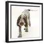 Brown Roan Italian Spinone Puppy, Riley, 13 Weeks, Walking-Mark Taylor-Framed Photographic Print