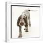 Brown Roan Italian Spinone Puppy, Riley, 13 Weeks, Walking-Mark Taylor-Framed Photographic Print