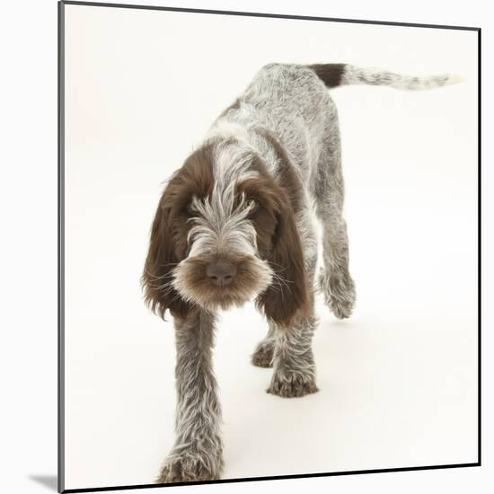 Brown Roan Italian Spinone Puppy, Riley, 13 Weeks, Walking-Mark Taylor-Mounted Photographic Print