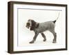 Brown Roan Italian Spinone Puppy, Riley, 13 Weeks, Walking-Mark Taylor-Framed Photographic Print