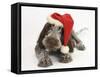 Brown Roan Italian Spinone Puppy, Riley, 13 Weeks, Wearing a Father Christmas Hat-Mark Taylor-Framed Stretched Canvas