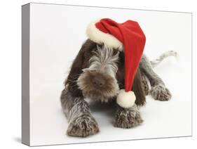 Brown Roan Italian Spinone Puppy, Riley, 13 Weeks, Wearing a Father Christmas Hat-Mark Taylor-Stretched Canvas