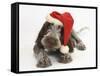 Brown Roan Italian Spinone Puppy, Riley, 13 Weeks, Wearing a Father Christmas Hat-Mark Taylor-Framed Stretched Canvas