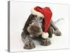 Brown Roan Italian Spinone Puppy, Riley, 13 Weeks, Wearing a Father Christmas Hat-Mark Taylor-Stretched Canvas