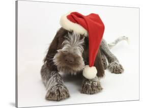 Brown Roan Italian Spinone Puppy, Riley, 13 Weeks, Wearing a Father Christmas Hat-Mark Taylor-Stretched Canvas