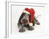 Brown Roan Italian Spinone Puppy, Riley, 13 Weeks, Wearing a Father Christmas Hat-Mark Taylor-Framed Photographic Print