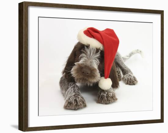 Brown Roan Italian Spinone Puppy, Riley, 13 Weeks, Wearing a Father Christmas Hat-Mark Taylor-Framed Photographic Print