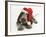 Brown Roan Italian Spinone Puppy, Riley, 13 Weeks, Wearing a Father Christmas Hat-Mark Taylor-Framed Photographic Print