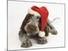 Brown Roan Italian Spinone Puppy, Riley, 13 Weeks, Wearing a Father Christmas Hat-Mark Taylor-Mounted Photographic Print