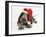 Brown Roan Italian Spinone Puppy, Riley, 13 Weeks, Wearing a Father Christmas Hat-Mark Taylor-Framed Photographic Print
