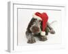 Brown Roan Italian Spinone Puppy, Riley, 13 Weeks, Wearing a Father Christmas Hat-Mark Taylor-Framed Photographic Print