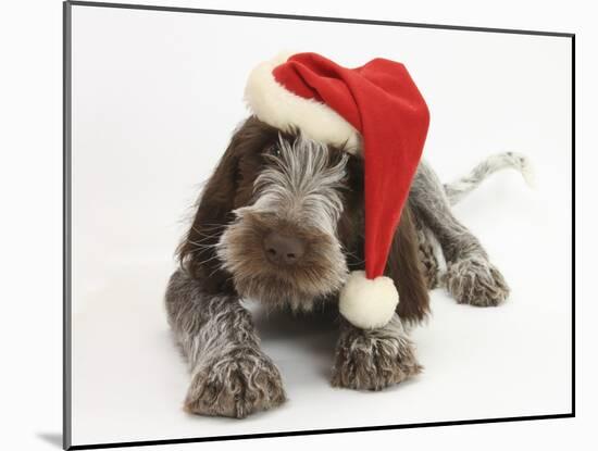 Brown Roan Italian Spinone Puppy, Riley, 13 Weeks, Wearing a Father Christmas Hat-Mark Taylor-Mounted Photographic Print