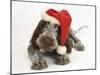 Brown Roan Italian Spinone Puppy, Riley, 13 Weeks, Wearing a Father Christmas Hat-Mark Taylor-Mounted Photographic Print