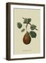 Brown's Beurre Pear-William Hooker-Framed Art Print