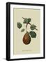 Brown's Beurre Pear-William Hooker-Framed Art Print