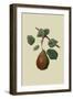 Brown's Beurre Pear-William Hooker-Framed Art Print