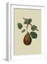 Brown's Beurre Pear-William Hooker-Framed Art Print