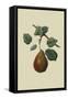 Brown's Beurre Pear-William Hooker-Framed Stretched Canvas