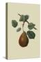 Brown's Beurre Pear-William Hooker-Stretched Canvas