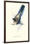 Brown's Parakeet - Platycercus Venustus-Edward Lear-Framed Art Print