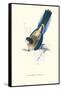 Brown's Parakeet - Platycercus Venustus-Edward Lear-Framed Stretched Canvas