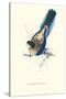 Brown's Parakeet - Platycercus Venustus-Edward Lear-Stretched Canvas